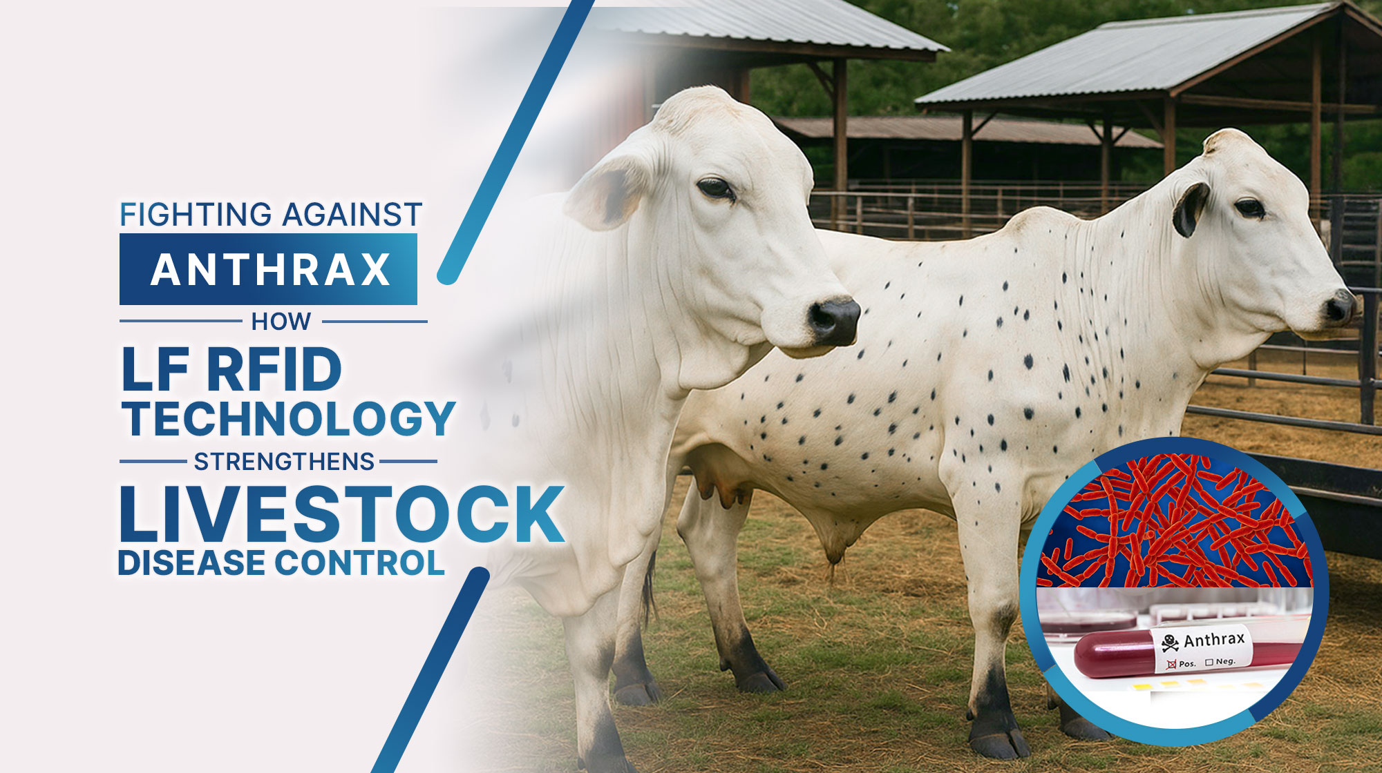 Fighting Against Anthrax: How LF RFID Technology Strengthens Livestock Disease Control