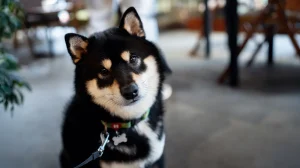 The Hidden Risks of Traditional Pet Identification